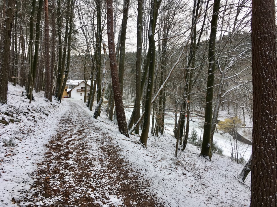 Spaziergang durch den Wald auf das Hotel Heppe zu Wald-Hotel Heppe