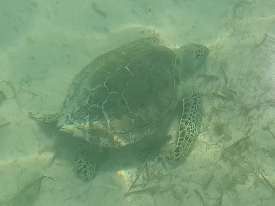 Sport & Freizeit Akumal Bay Beach & Wellness Resort