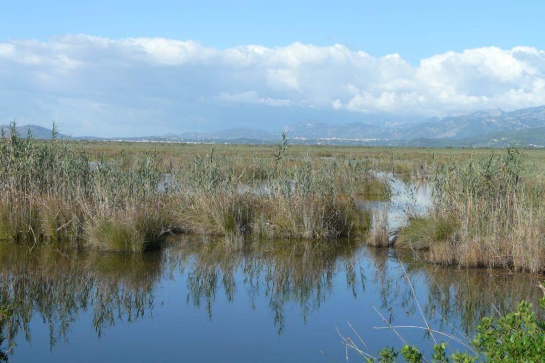 Blick in den Naturpark Albufera Prinsotel La Dorada