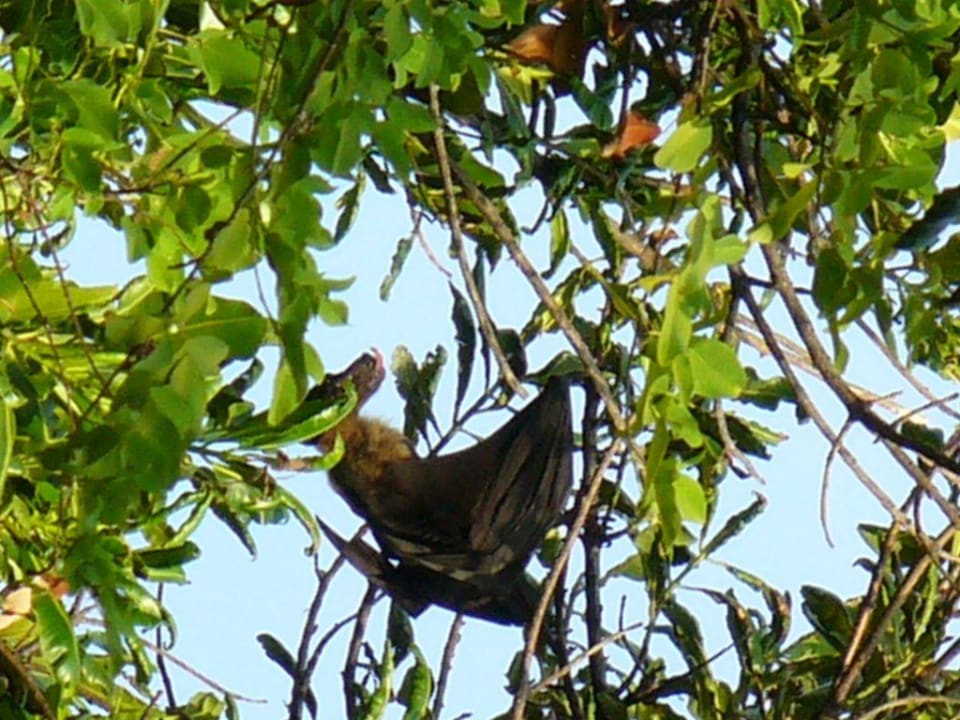 Flughund NH Collection Maldives Reethi Resort