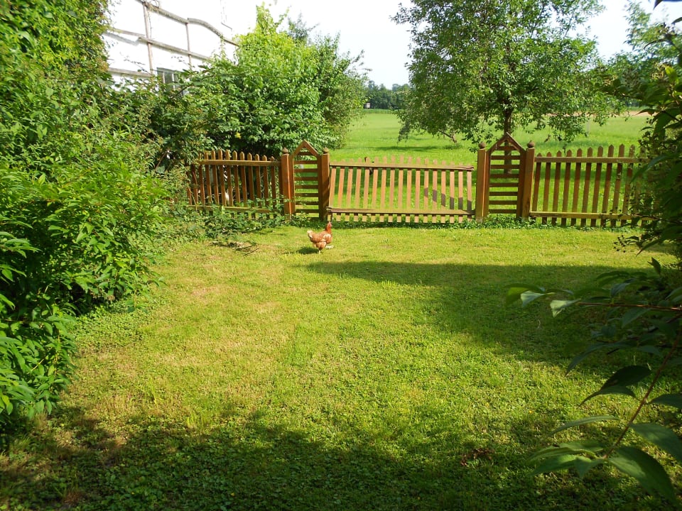 Im Garten mit den Hühnern 2012 Pension Salzingerhof
