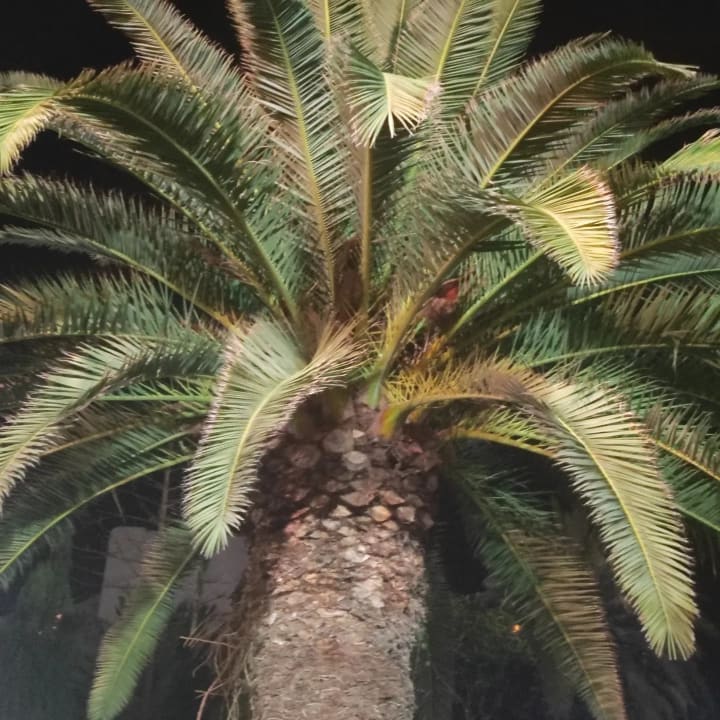 Gartenanlage Marhaba Royal Salem
