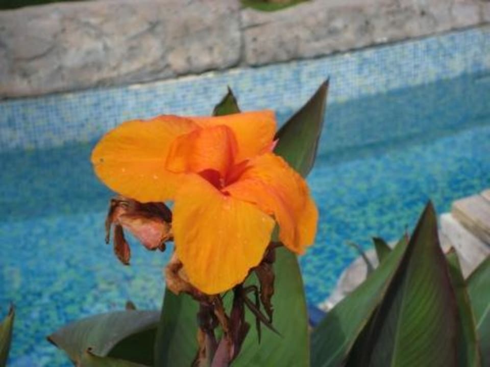 Blumen Royal Wings Hotel