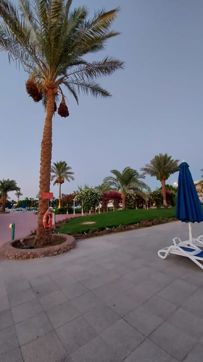 Gartenanlage Desert Rose