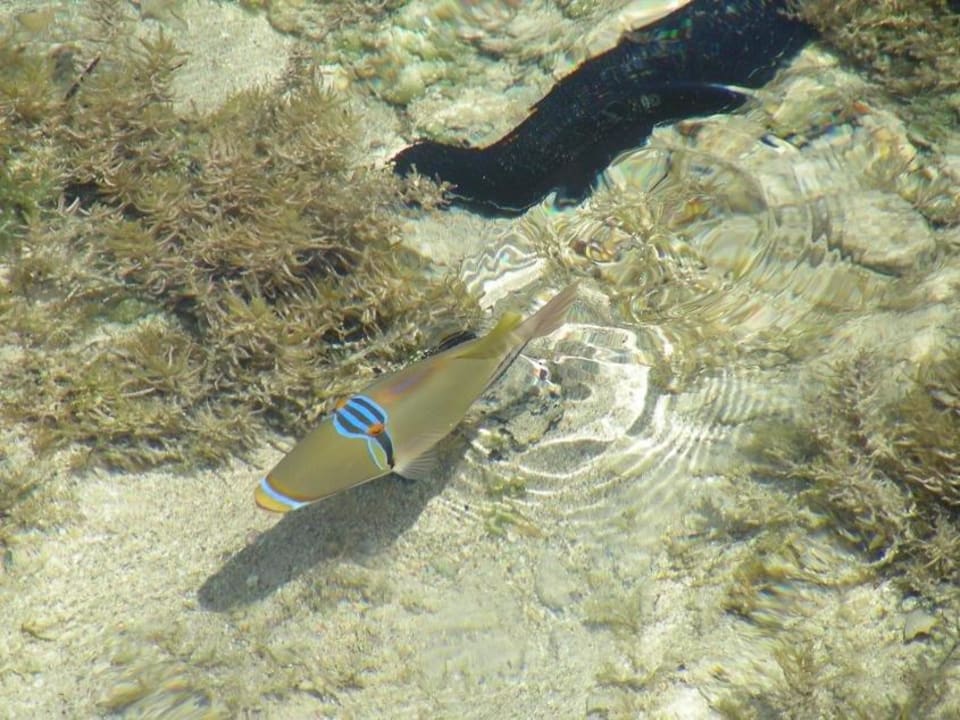 Kleiner Riff-Fisch (Schnappschuss) TUI MAGIC LIFE Redsina Sharm El Sheikh