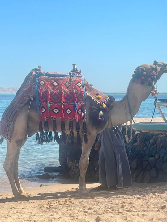 Strand Bella Vista Resort Hurghada