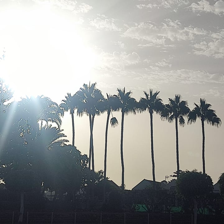 Ausblick Canary Garden Club