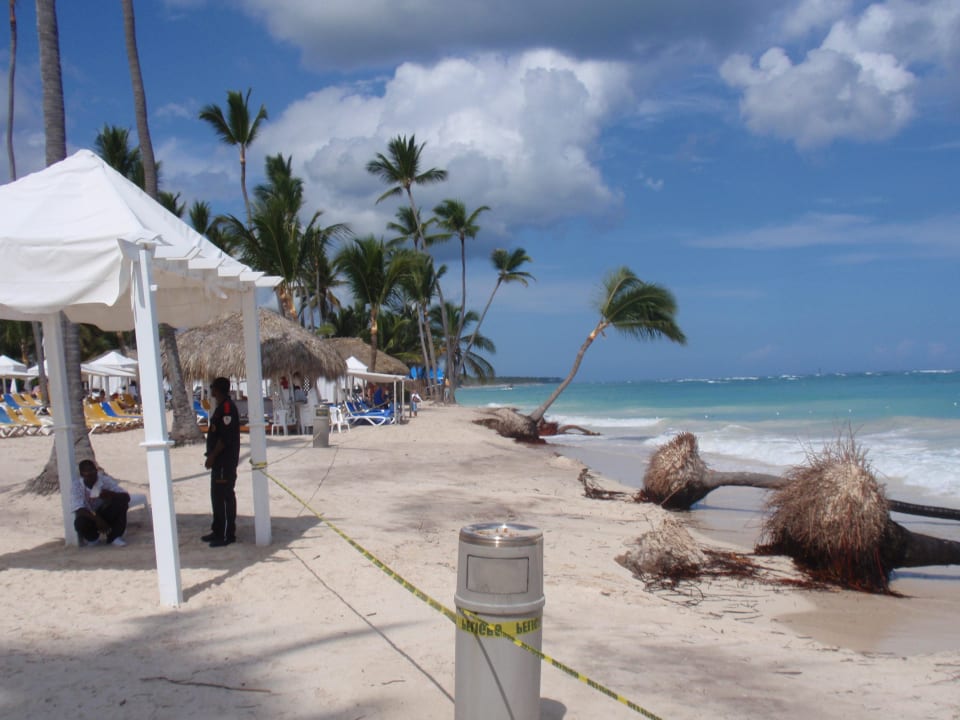 Die letzten Palmen wurden gefällt Ocean Blue & Sand