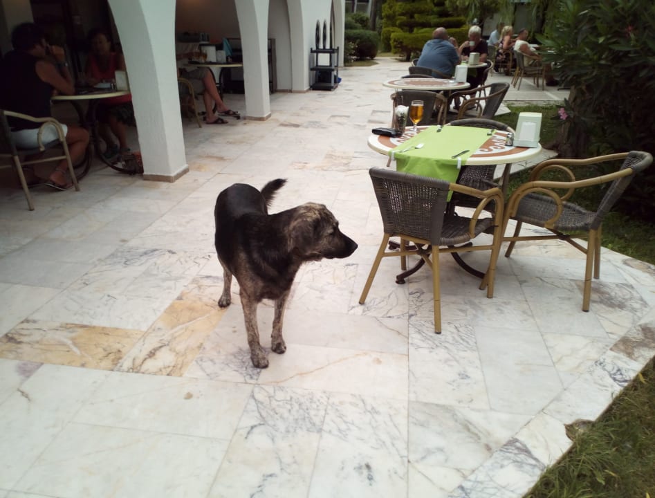 Sonstiges Dogan Paradise Beach