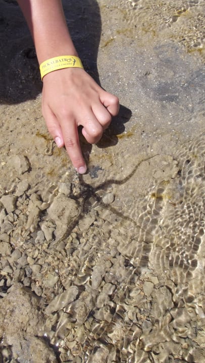 Entdeckungsreise Pickalbatros Dana Beach Resort - Hurghada