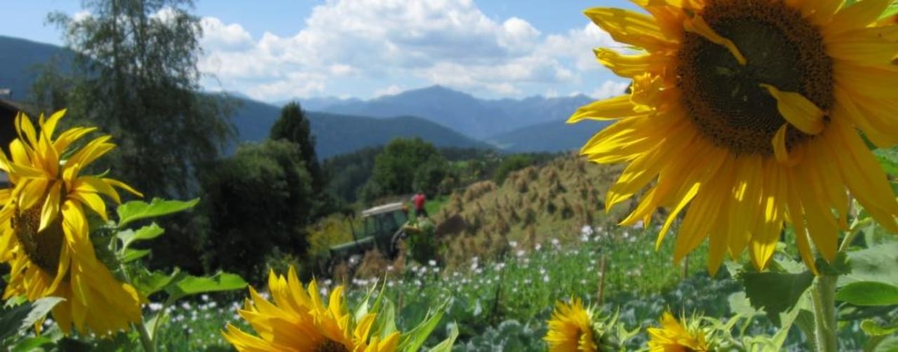 Summer!  Hotel Zum Hasen