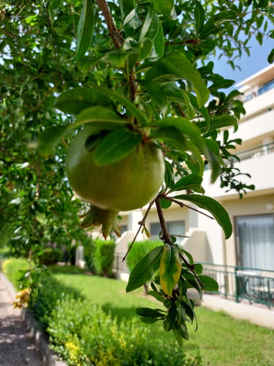Gartenanlage Hydramis Palace Beach Resort