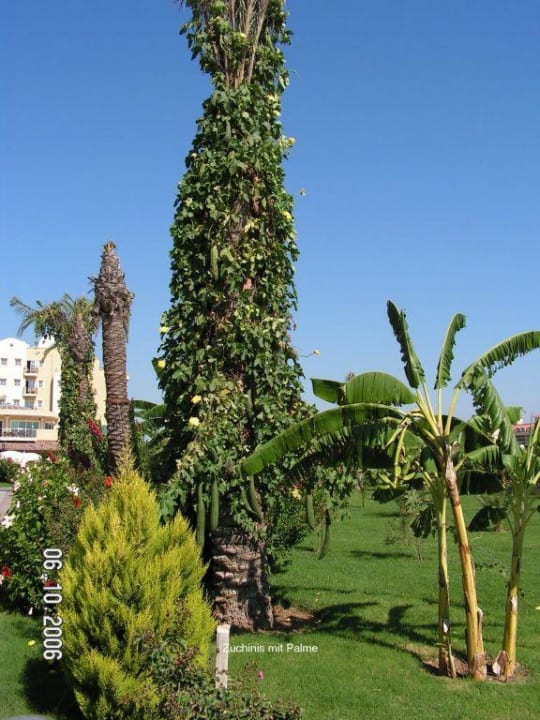 Etwas seltsame Kokusnüsse Belek Beach Resort Hotel