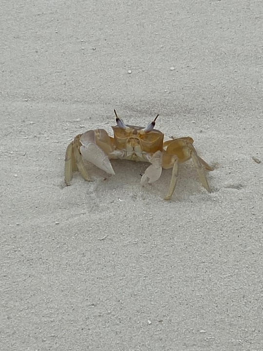 Strand Meeru Maldives Resort Island
