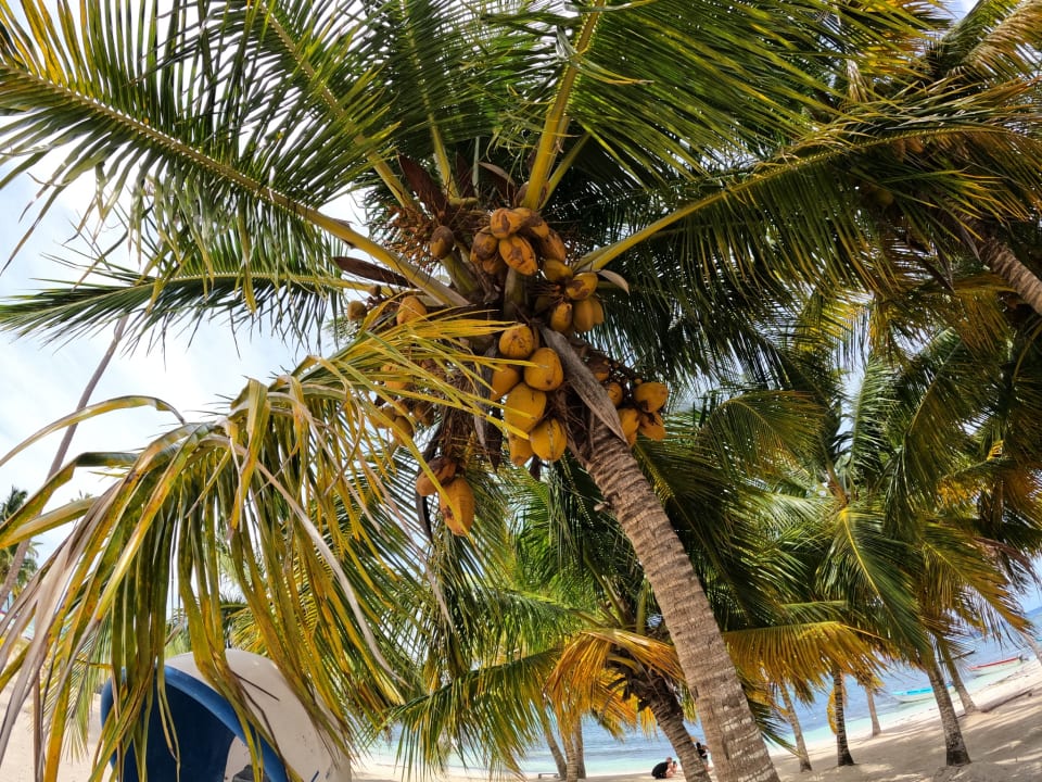 Strand Hotel Viva Dominicus Beach by Wyndham - All Inclusive Resort