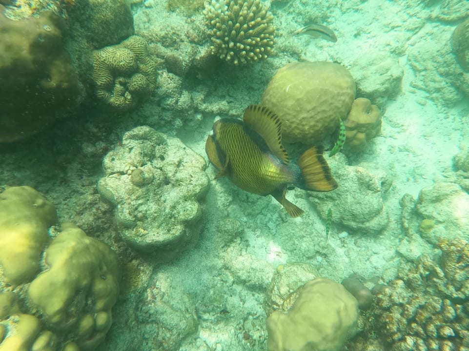 Sport & Freizeit Filitheyo Island Resort