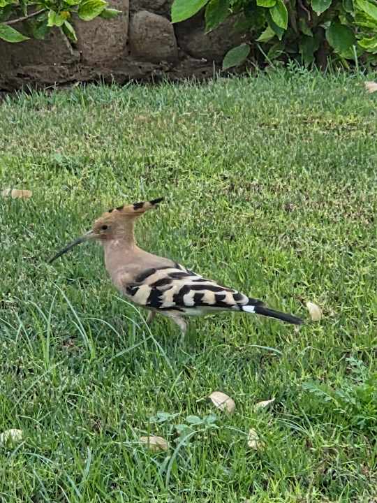 Gartenanlage Golden Beach Resort