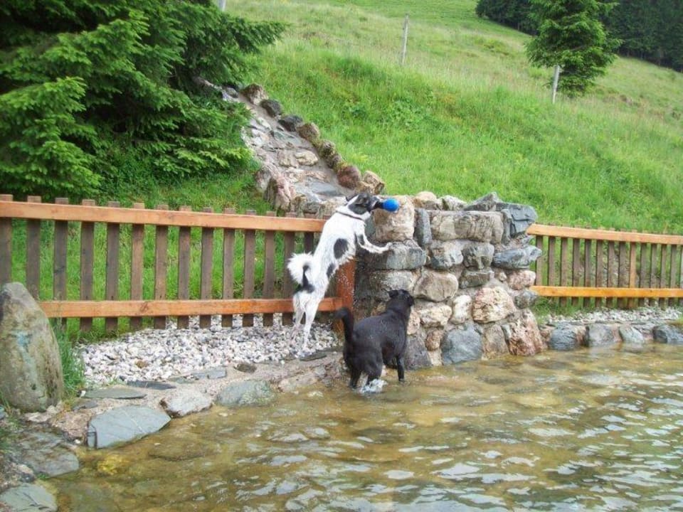 Flucht aus dem Pool Hotel Müllneralm - das Hundeparadies