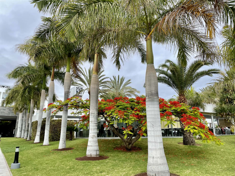 Gartenanlage Hotel Riu Palace Meloneras