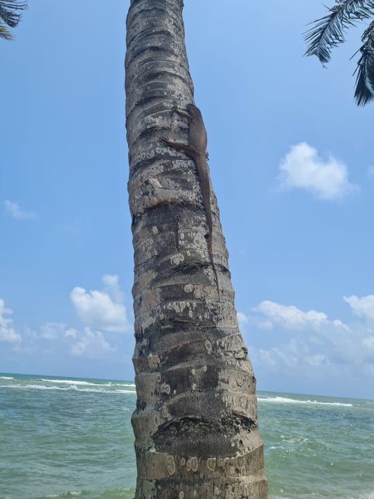 Strand Earl’s Reef Beruwala