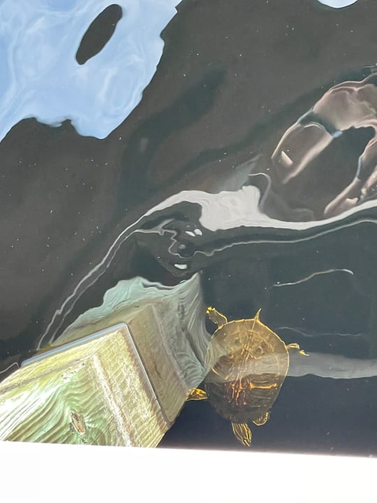 Gartenanlage The Grove Resort & Water Park Orlando