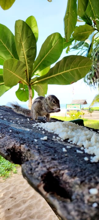 Gartenanlage Pandanus Beach Resort & Spa