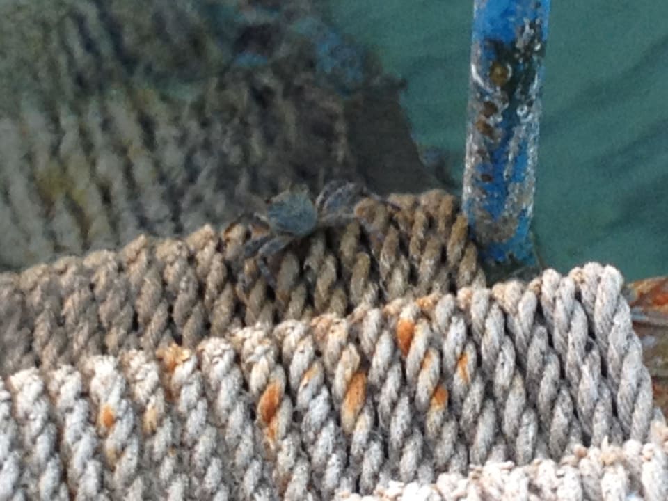 Krebs Menaville Safaga