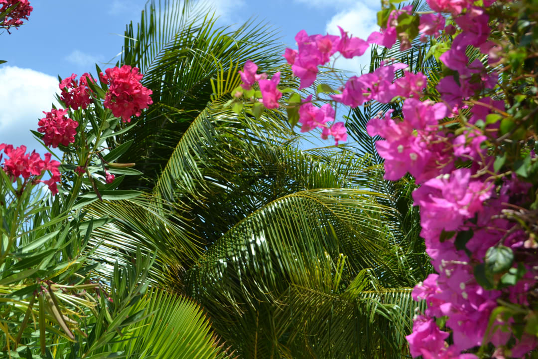 Gartenanlage Jan Kok Lodges