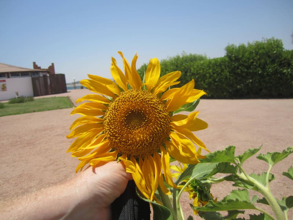 Nur schön Three Corners Equinox Beach Resort