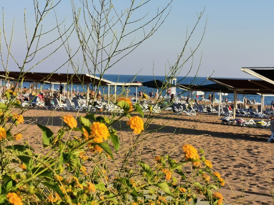 Strand Kamelya Aishen Club