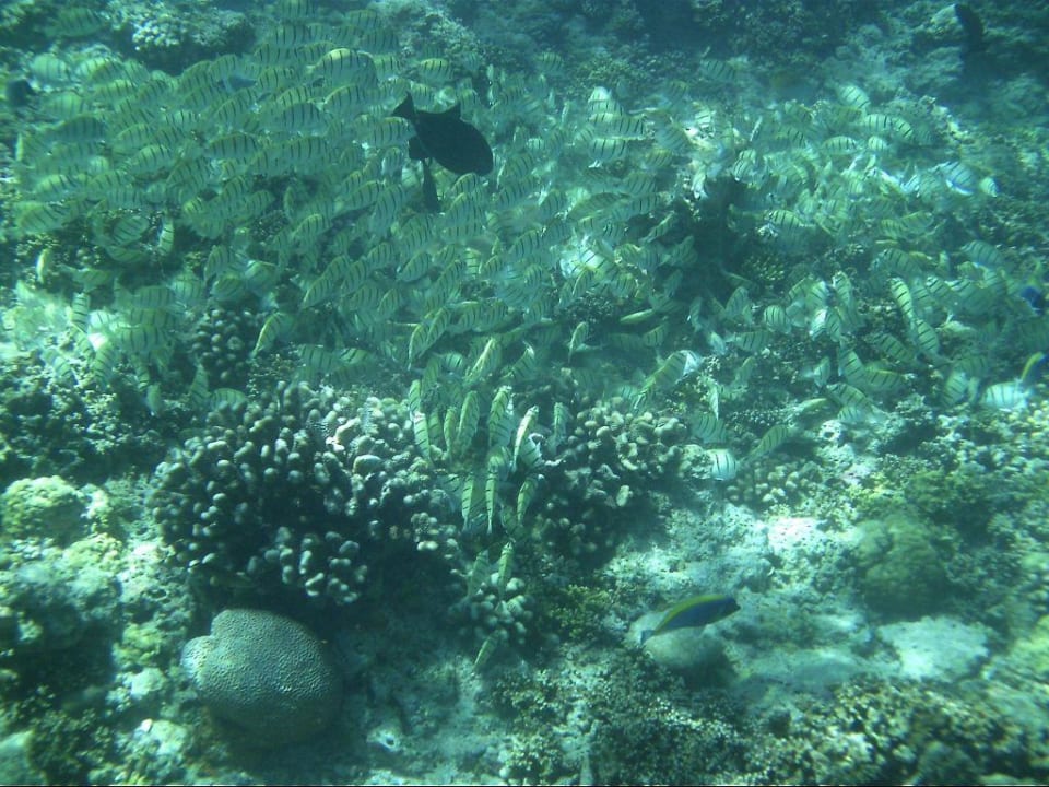 Fische Kuramathi Maldives