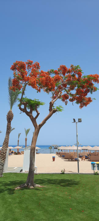 Strand Pickalbatros Palace Resort