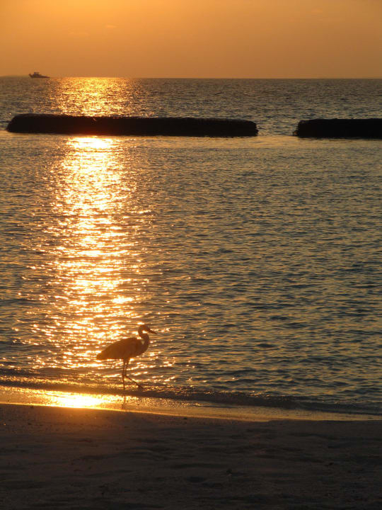 Sonnenaufgang Komandoo Island Resort & Spa - Adults only