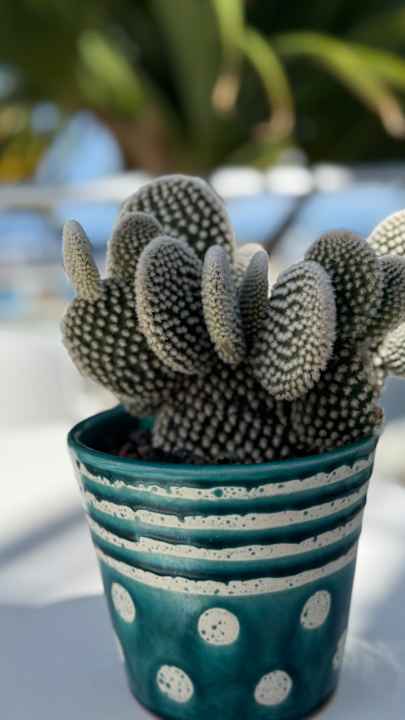 Gartenanlage Royal Palm Resort & Spa - Adults only