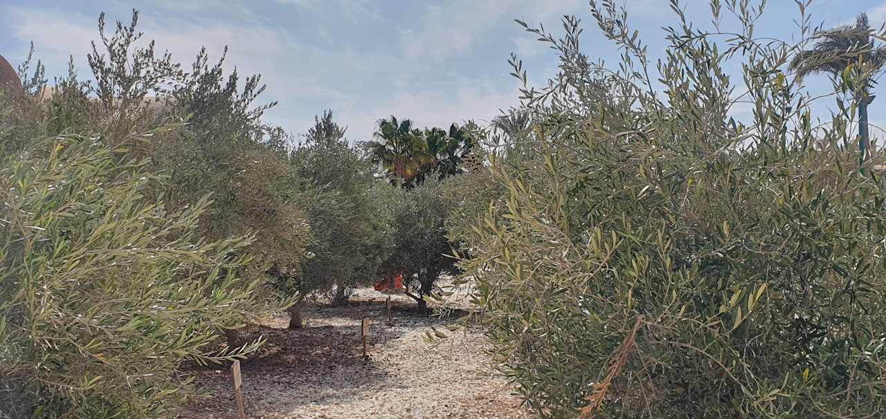 Gartenanlage Mövenpick Resort El Quseir