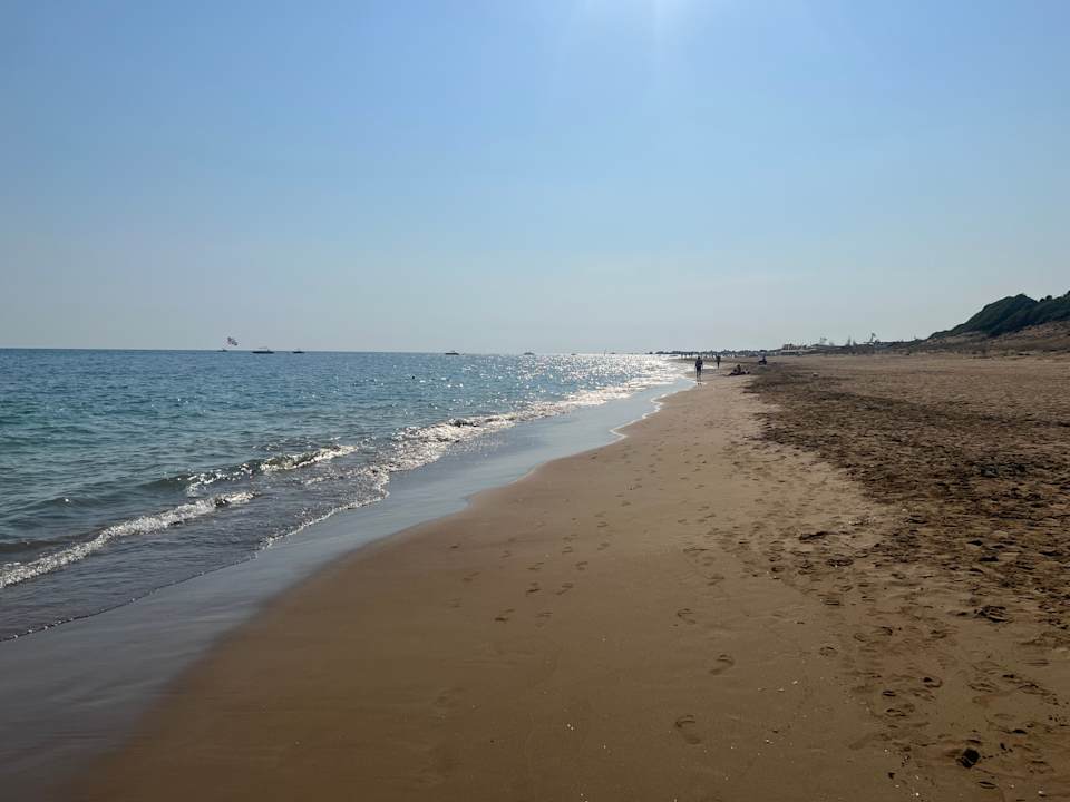 Strand Seashell Vega