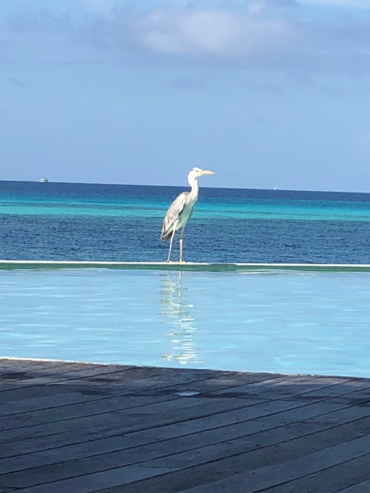 Ausblick Kuredu Island Resort & Spa