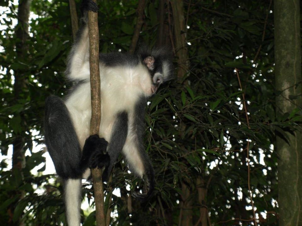 Dschungelbewohner Ecolodge Bukit Lawang