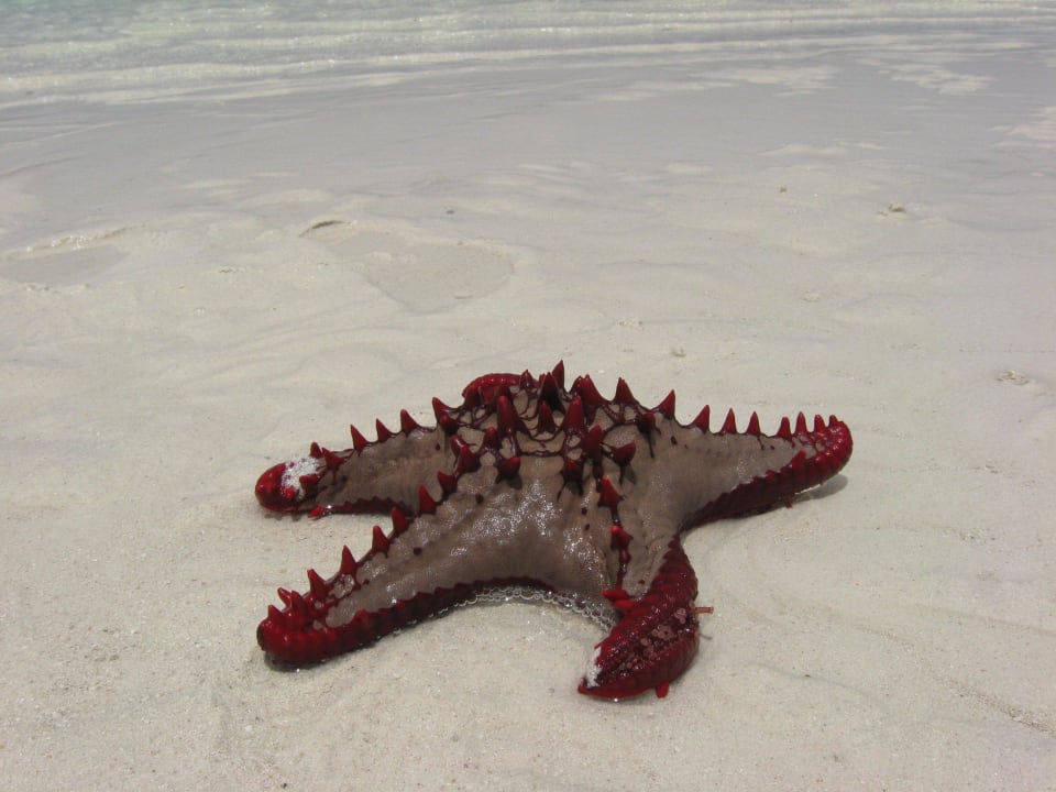 Seestrand auf der Sandbank bei Ebbe Jaz Adonia Beach Resort
