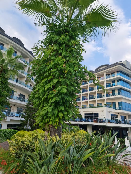 Gartenanlage Commodore Elite Suites & Spa - Adults only