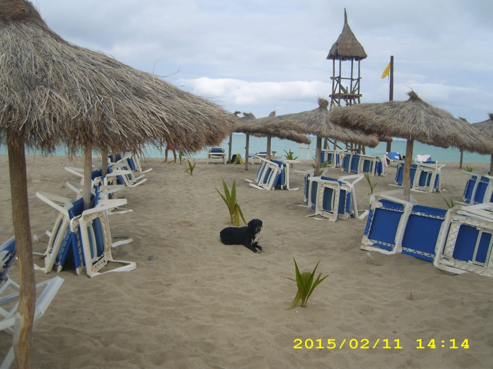 Neubepflanzung am Strand wird bewacht Hotel Riu Karamboa