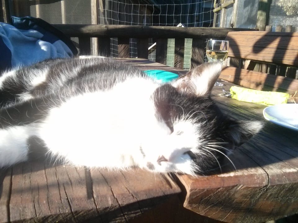 Katze am Schlafen... Ferienhof Schmid