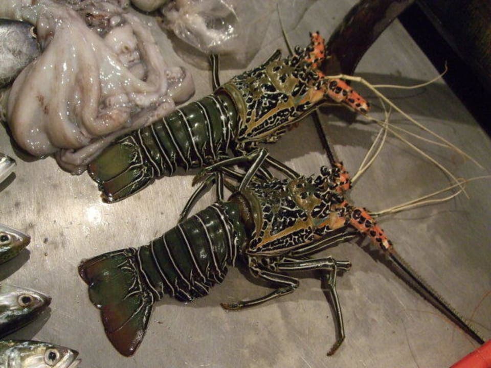 Wer es mag Earl’s Reef Beruwala