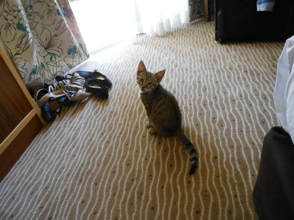 Unsere Babykatze Rambo Side Sun Hotel