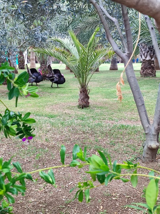 Gartenanlage Seaden Sea World Resort & Spa