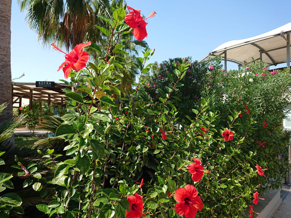 Gartenanlage VONRESORT Golden Coast