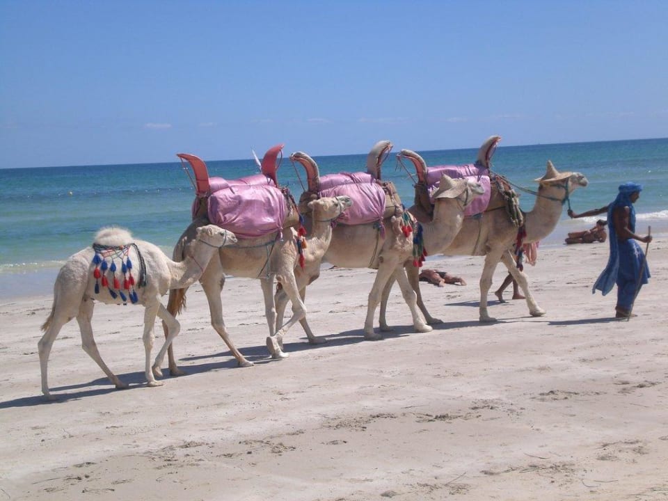 Kamel-Karawane Club Marmara Palm Beach Djerba