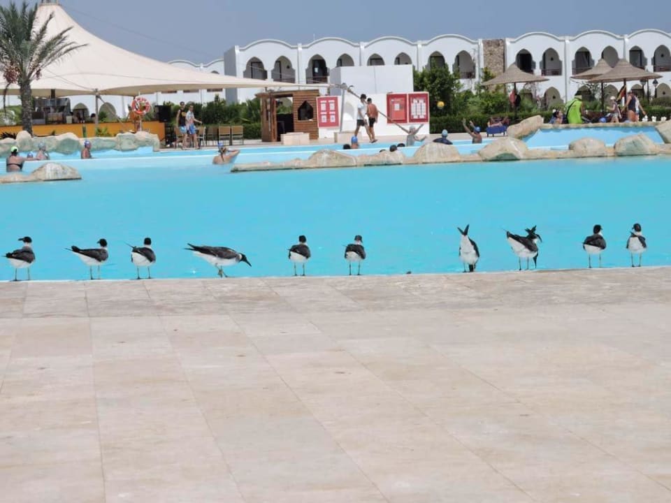 Die "Poolschmutzfinken" Hotel Gorgonia Beach Resort