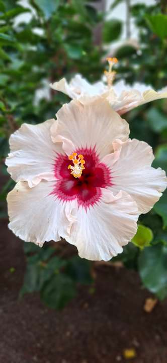 Gartenanlage allsun Hotel Los Hibiscos