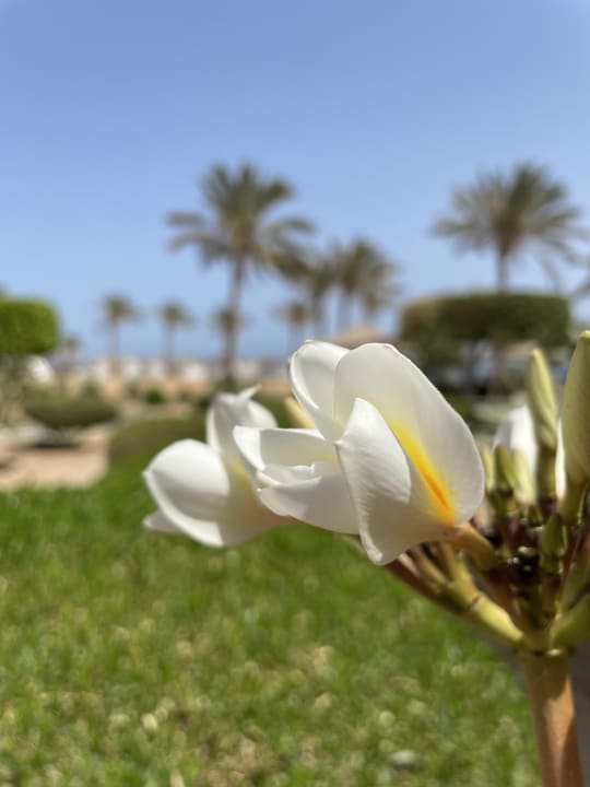 Gartenanlage Hotel Coral Garden